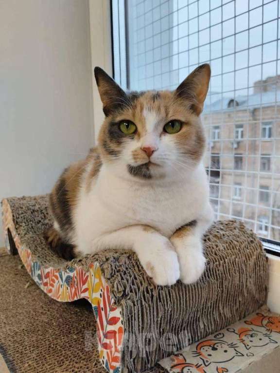 Кошки в Москве: кошка Манюня ищет дом Девочка, Бесплатно - фото 9