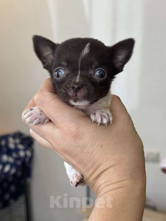 Собаки в Балашихе: Очаровательная девочка чихуахуа  Девочка, 30 000 руб. - фото 3