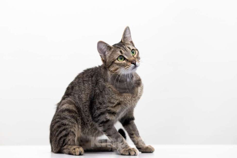 Кошки в Москве: Ежик Мальчик, Бесплатно - фото 2