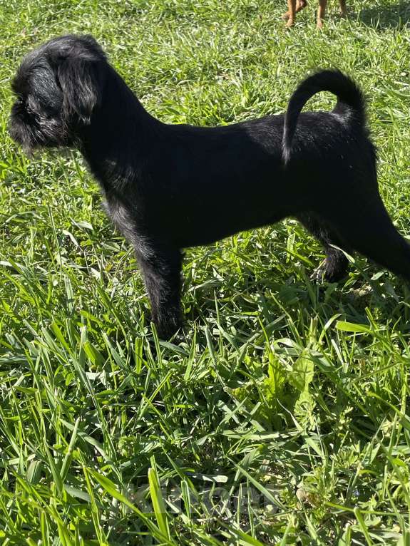 Собаки в Краснодаре: Щенок бельгийского гриффона Девочка, 40 000 руб. - фото 2