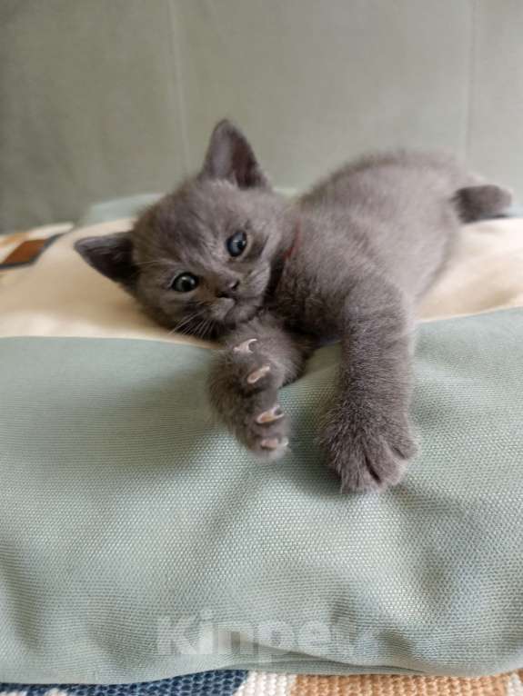 Кошки в других городах Московской области: Шотландский котенок мальчик Мальчик, 13 000 руб. - фото 1