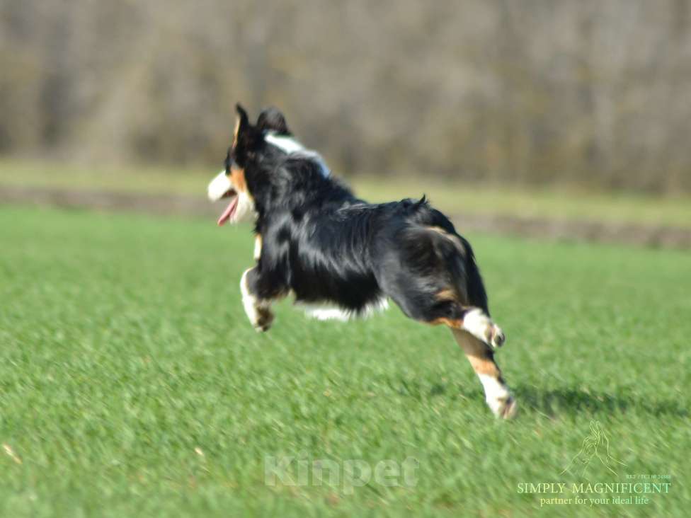 Собаки в других городах Московской области: Щенок австралийской овчарки Девочка, Бесплатно - фото 4