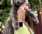 Кошки в Краснодаре: Котенок мейн кун голубой дым Мальчик, 60 000 руб. - фото 6