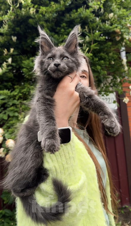 Кошки в Краснодаре: Котенок мейн кун голубой дым Мальчик, 60 000 руб. - фото 6