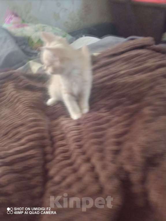 Кошки в Нелидово: Майкун   цвет золотистый Мальчик, 10 000 руб. - фото 2