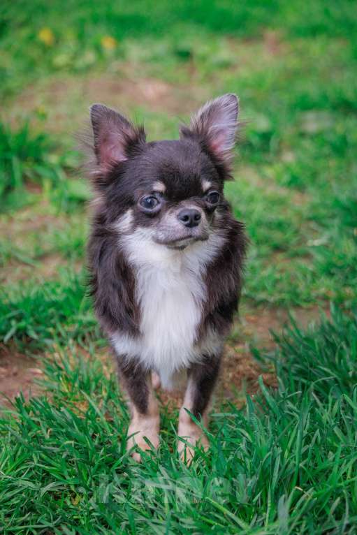 Собаки в Москве: Шикарный красавец Мальчик, 45 000 руб. - фото 2