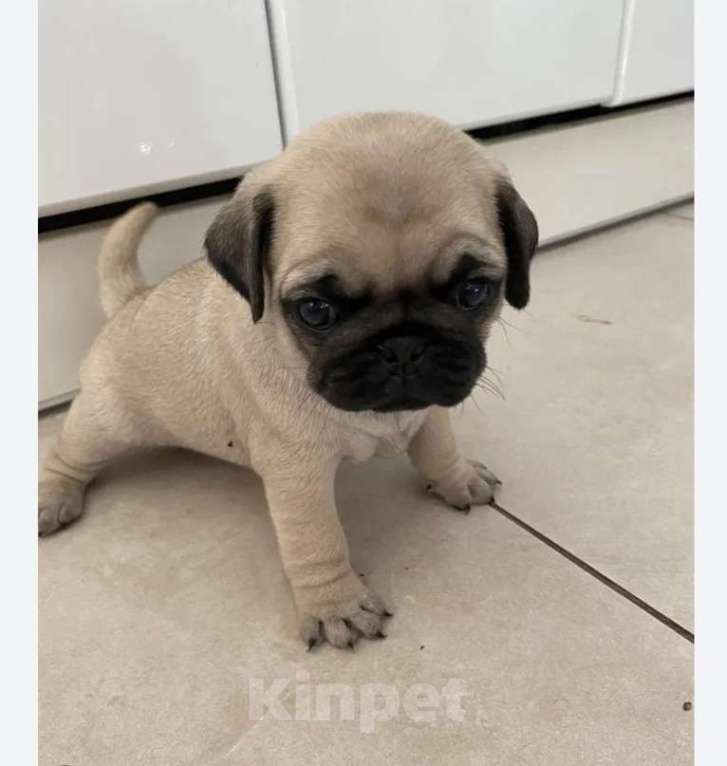 Собаки в Новосибирске: Щенки мопса  Девочка, 13 800 руб. - фото 2