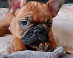 Собаки в Москве: Щенки французского бульдога Девочка, 60 000 руб. - фото 1