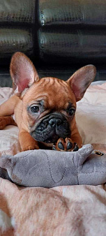 Щенки французского бульдога