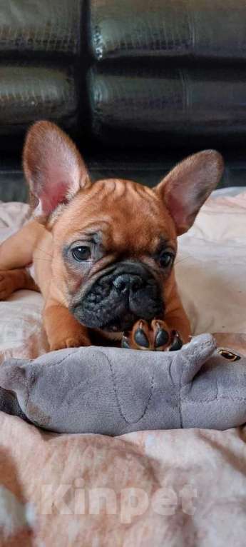 Собаки в Москве: Щенки французского бульдога Девочка, 60 000 руб. - фото 1