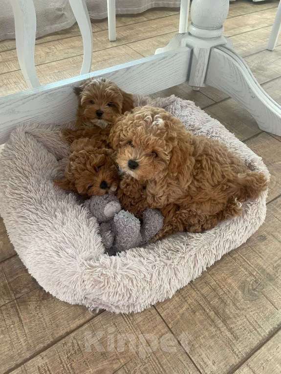 Собаки в Москве: Щенки Мальтипу F2 Девочка, Бесплатно - фото 3