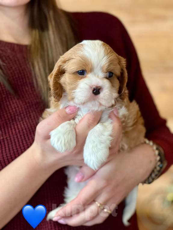 Собаки в Челябинске: Кавалер Кинг Чарльз Спаниель ль Мальчик, 80 000 руб. - фото 1