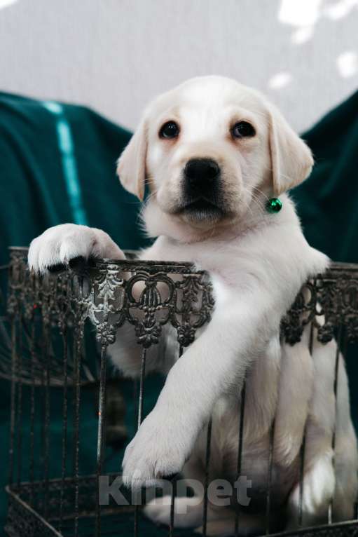 Собаки в Москве: Лабрадор-ретривер, щенок Мальчик, Бесплатно - фото 4