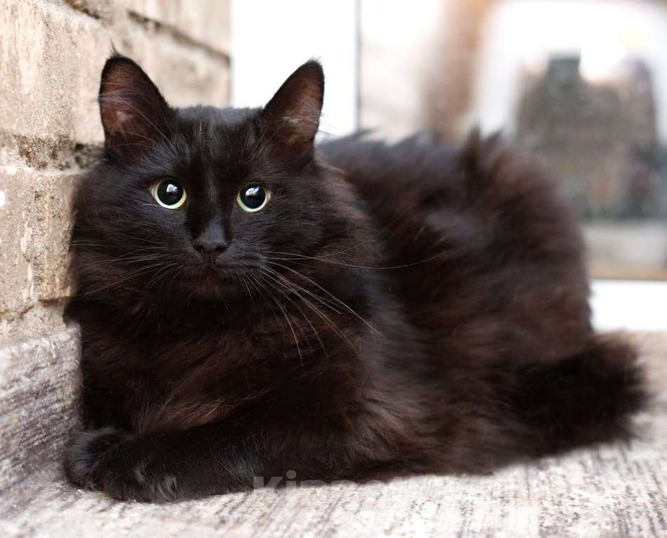 Кошки в Москве: Пушистый крупный черный кот Кеша в добрые руки Мальчик, 1 руб. - фото 3