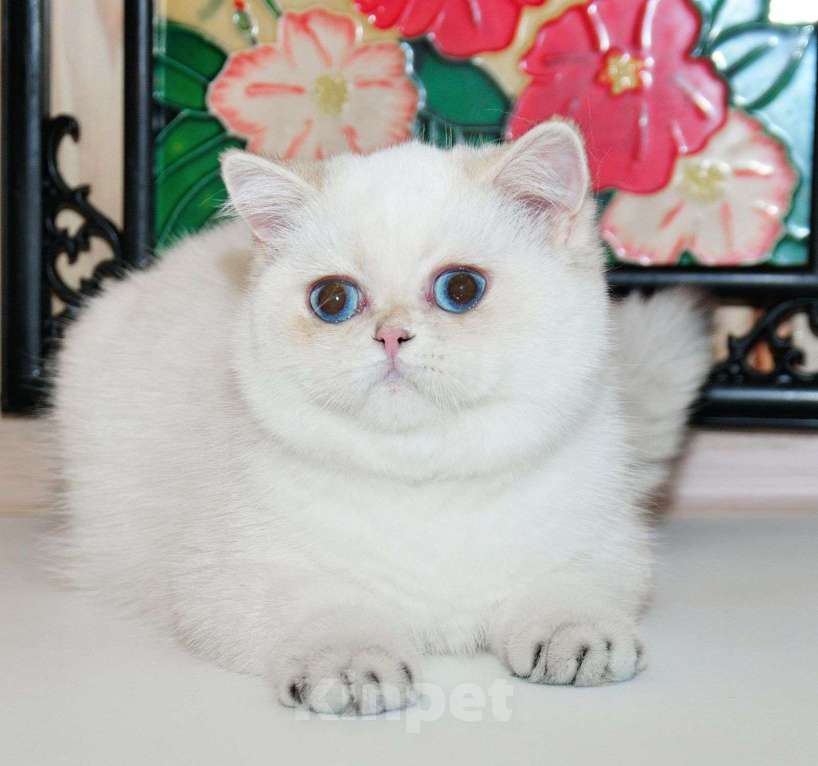 Кошки в Рыбинске: Британская короткошерстная 5 мес шиншилла поинт  Девочка, 25 000 руб. - фото 1