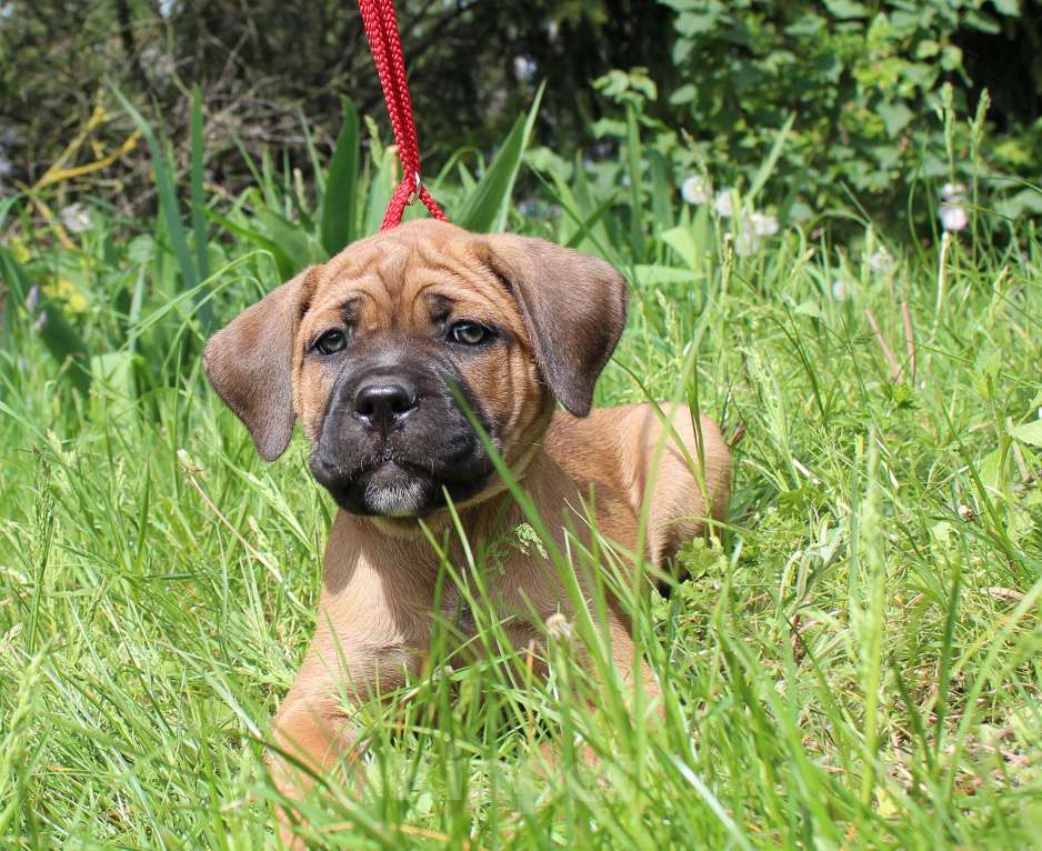 Собаки в Брянске: Предлагаются щенки Кане Корсо Девочка, 50 000 руб. - фото 7