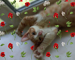 Кошки в Москве: Котята от домашней кошки Мальчик, 200 руб. - фото 2