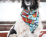 Собаки в Санкт-Петербурге: Изумительной красоты небольшая собачка Девочка, Бесплатно - фото 8
