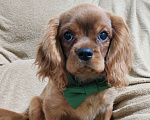 Собаки в Москве: Щенки Кавалер Кинг Чарльз спаниель Мальчик, 80 000 руб. - фото 1