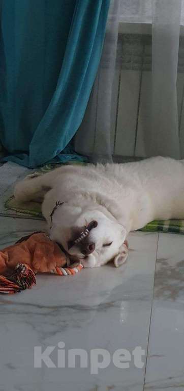 Собаки в других городах Московской области: Якутята из ппбж Друг  Мальчик, Бесплатно - фото 6