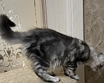 Кошки в Казани: Котенок мейн-кун девочка Девочка, 30 000 руб. - фото 3