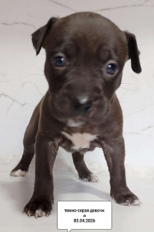 Американский питбультерьер щенок девочка