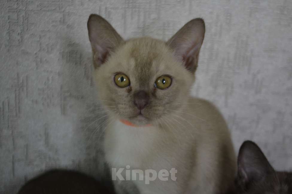 Кошки в Ковровом: Котята европейской бурмы Разнополые, Бесплатно - фото 3
