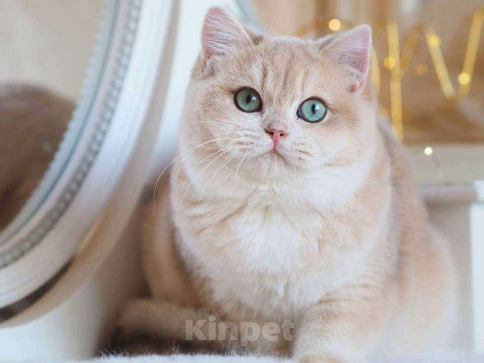 Кошки в Москве: Британский котенок Ява Девочка, 130 000 руб. - фото 2