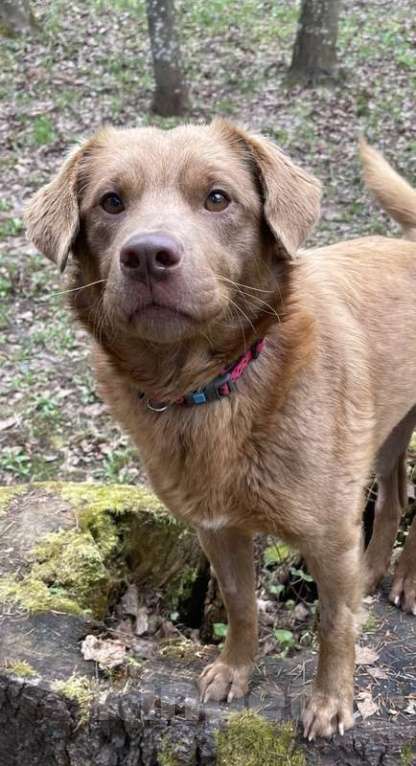 Собаки в Москве: Бордер-колли Ася в добрые руки Девочка, 1 руб. - фото 2