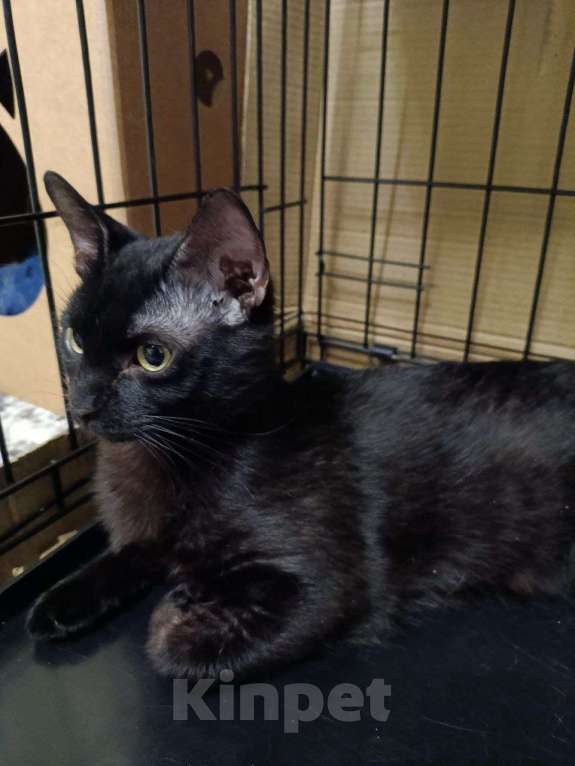 Кошки в Москве: Котенок-подросток ищет дом! Мальчик, Бесплатно - фото 4