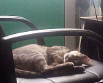 Кошки в Краснодаре: Кошки бесплатно Британка # Майнкун Девочка, 1 руб. - фото 2