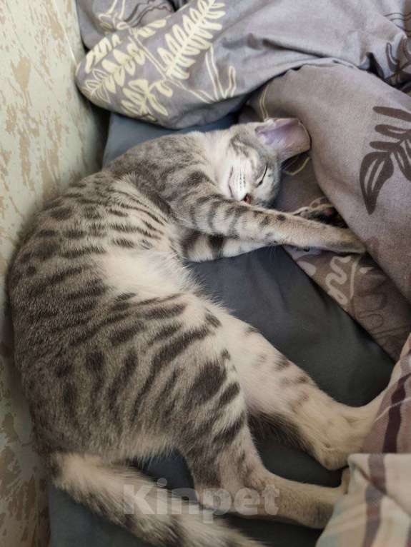 Кошки в Москве: Ориентальная кошка Девочка, 20 000 руб. - фото 1