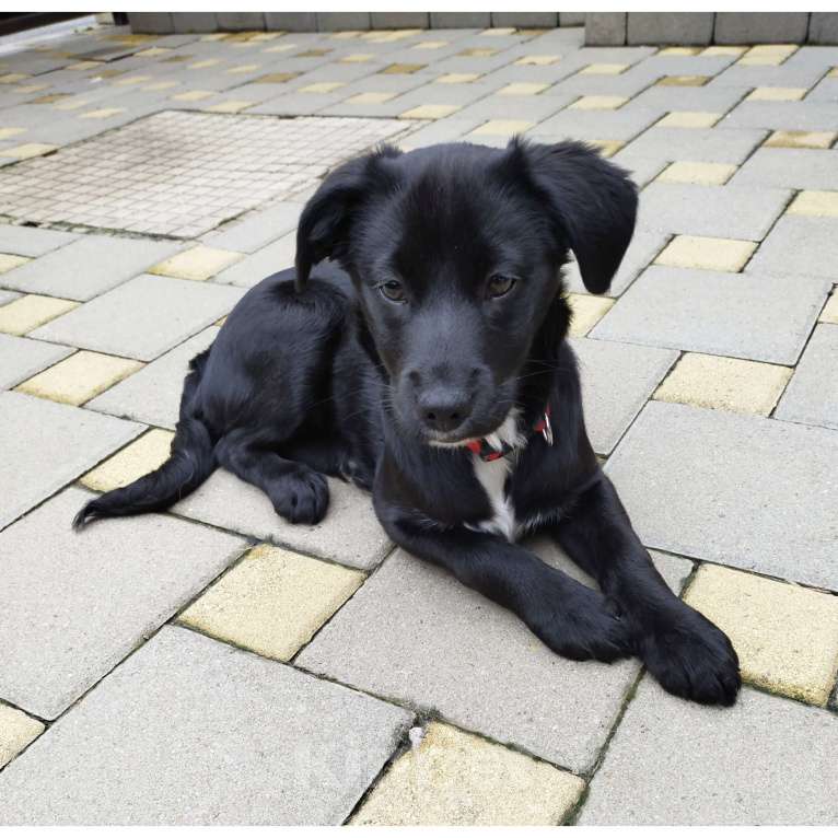 Собаки в Краснодаре: Щенок с прививками стерильна Девочка, 10 руб. - фото 1