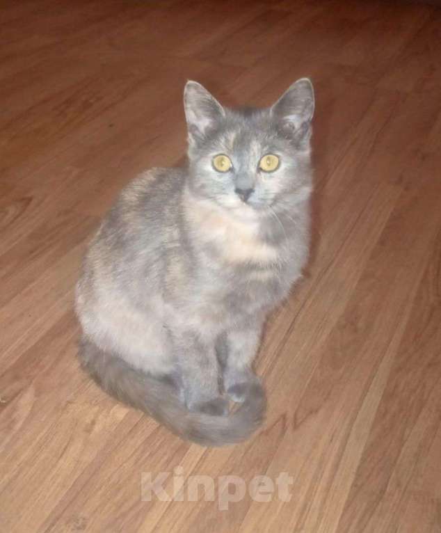 Кошки в Москве: Трехцветный котёнок Малышка в добрые руки Девочка, Бесплатно - фото 1