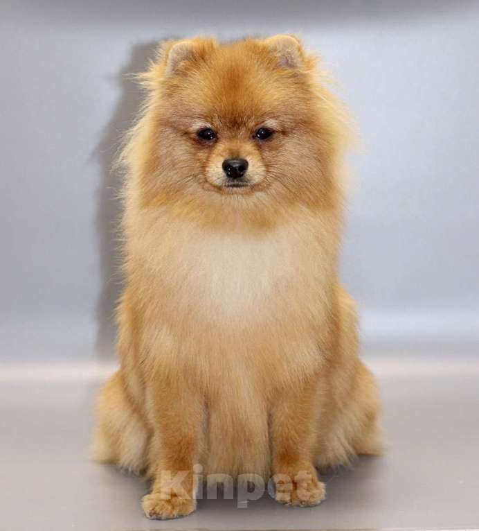 Собаки в Кемерово: Подрощенный померанский шпиц Мальчик, 30 000 руб. - фото 2