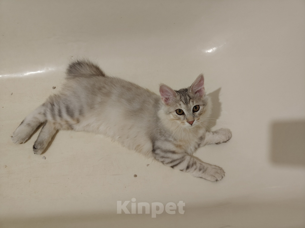 Кошки в Москве: Котик курильский бобтейл в совладение Мальчик, 50 000 руб. - фото 6