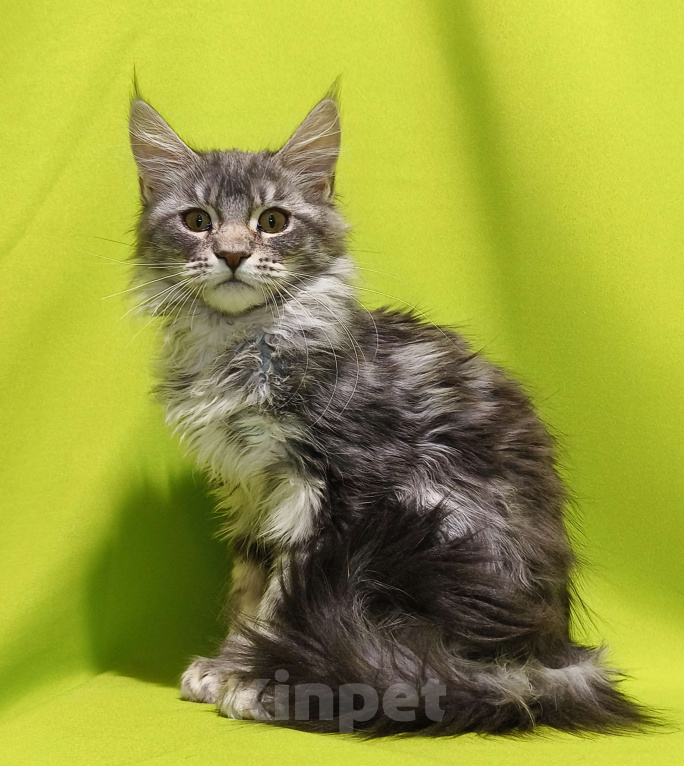 Кошки в Москве: Котенок Мейн-Кун Девочка Девочка, 47 000 руб. - фото 5