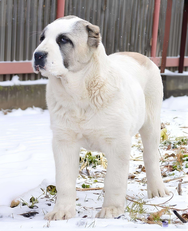 Собаки в Красноярске: Высопородная девочка  Девочка, Бесплатно - фото 2