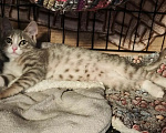 Кошки в Москве: Два милых котенка в дар Разнополые, Бесплатно - фото 4