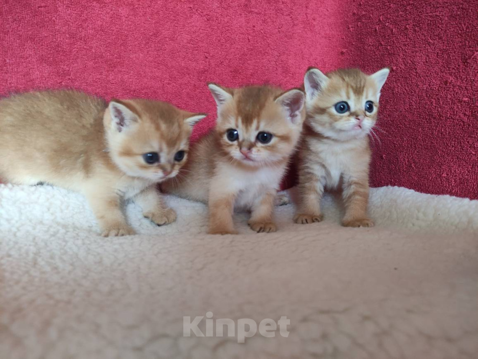 Кошки в Казани: Золотые котики страйтики Мальчик, 30 000 руб. - фото 4
