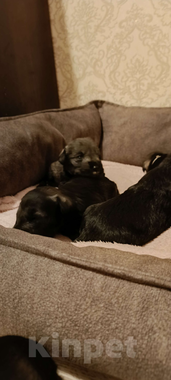 Собаки в Москве: Щенки цвергшнауцера перец/соль Мальчик, 50 000 руб. - фото 1