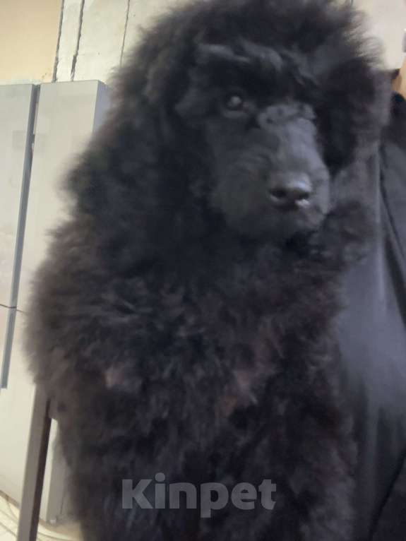 Собаки в Калининграде: Миниатюрный пудель Девочка, 70 000 руб. - фото 1