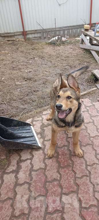 Собаки в других городах Московской области: Щенок в дар Девочка, Бесплатно - фото 7