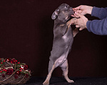 Собаки в Москве: Французский бульдог щенок лиловый с подпалом  Мальчик, 50 000 руб. - фото 2