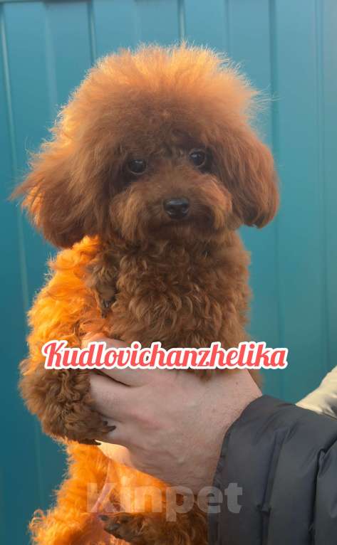 Собаки в Геленджике: Той пудель Девочка, 210 000 руб. - фото 3