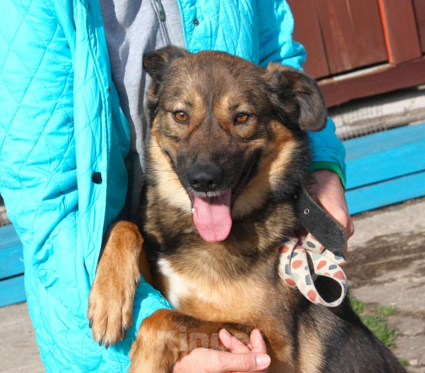 Собаки в Москве: Классный мальчишка Тимка ждет свою семью Мальчик, Бесплатно - фото 7