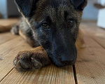 Собаки в Москве: Бельгийская овчарка,щенок в добрые руки  Девочка, Бесплатно - фото 5