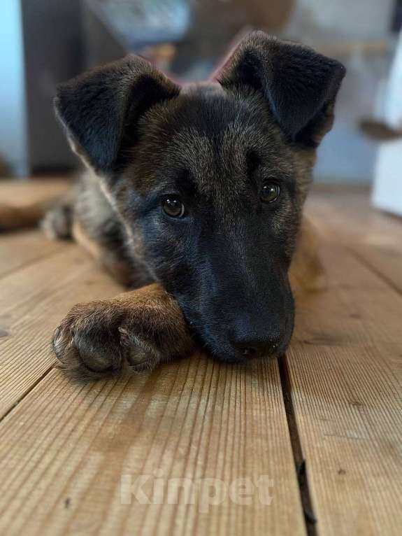 Собаки в Москве: Бельгийская овчарка,щенок в добрые руки  Девочка, Бесплатно - фото 5