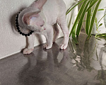 Кошки в Горячем Ключе: Котенок Девон Рекс белый мальчик с голубыми глазами Мальчик, 50 000 руб. - фото 4