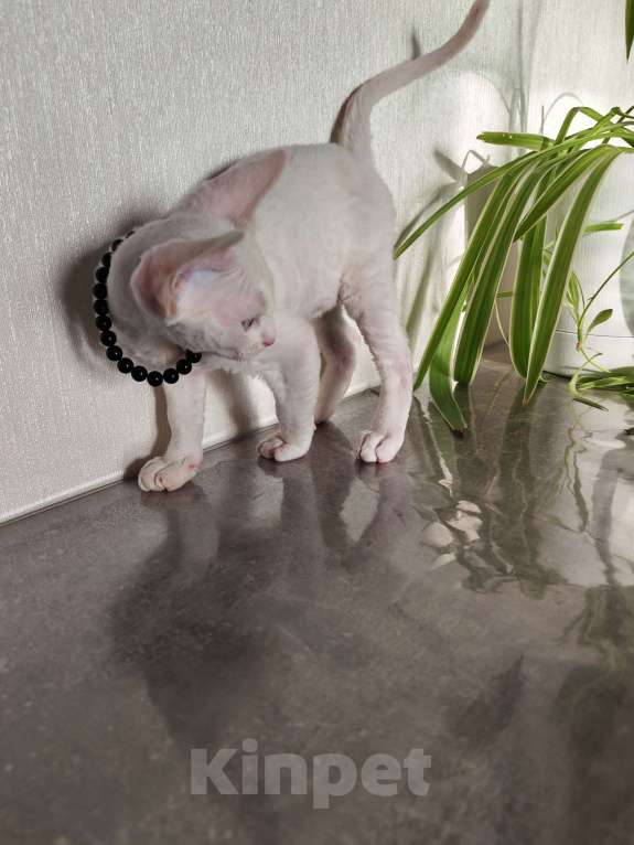 Кошки в Горячем Ключе: Котенок Девон Рекс белый мальчик с голубыми глазами Мальчик, 50 000 руб. - фото 4